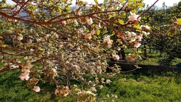 IMG-20210415-WA0010